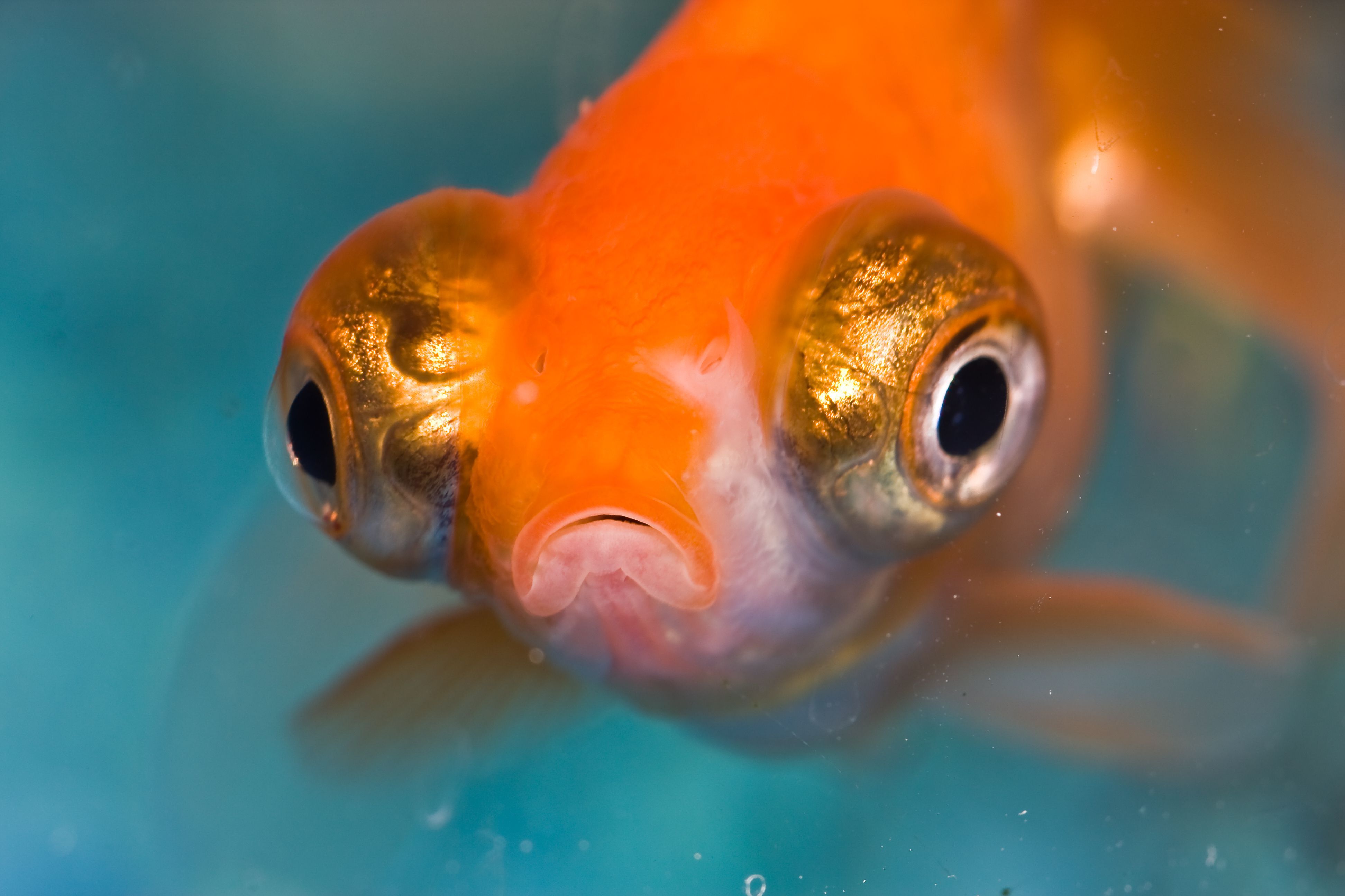 Popeye Disease in Aquarium Fish