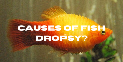 Causes of fish Dropsy