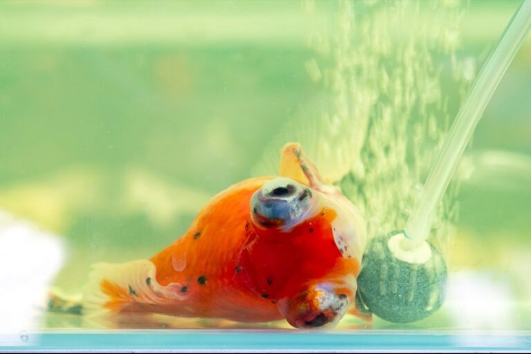 Causes of Popeye Disease in Aquarium Fish