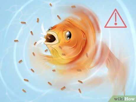 Causes of Swim Bladder Issues in Fish