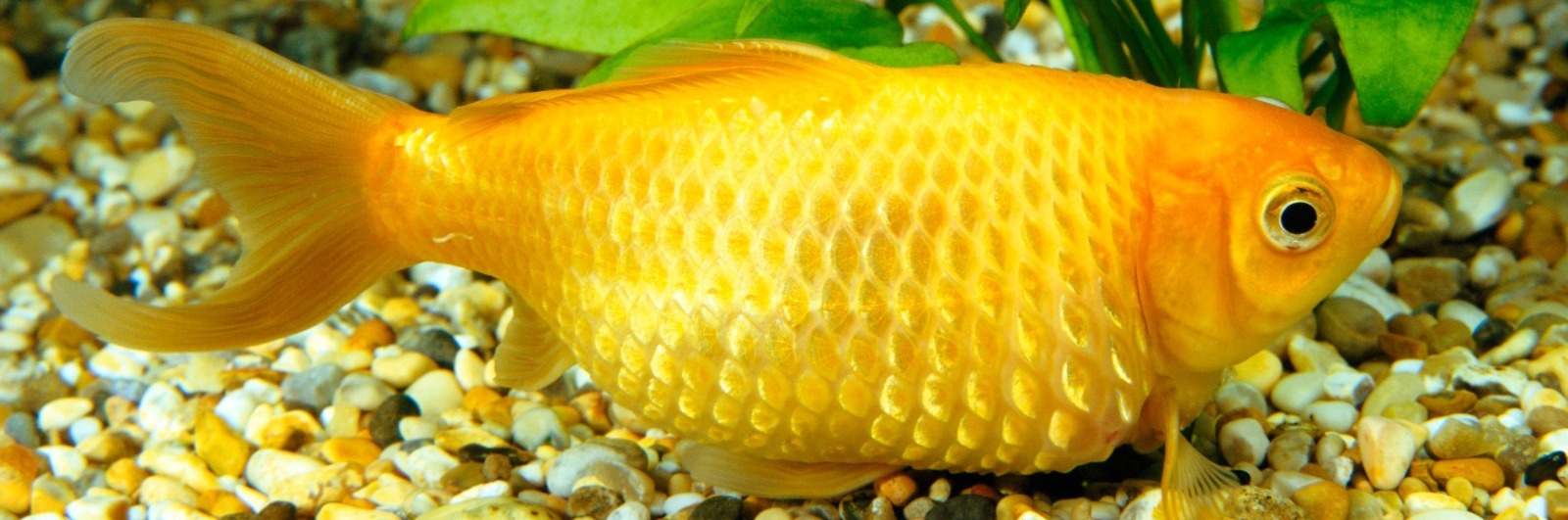 Dropsy in Fish: Signs and Treatment