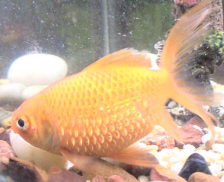 Dropsy in Fish Symptoms