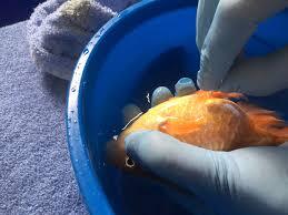Dropsy in Fish Treatment