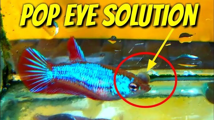 How to Treat Popeye in Aquarium Fish