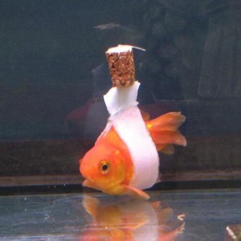 How to Treat Swim Bladder Disease