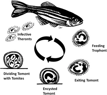 Life Cycle of Velvet Parasites
