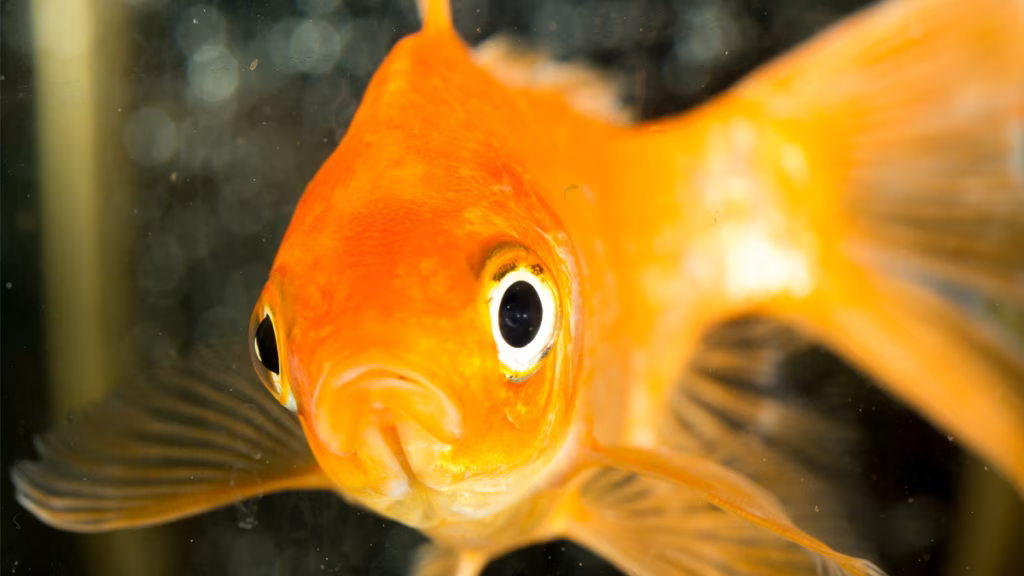 Prevent Dropsy in Fish