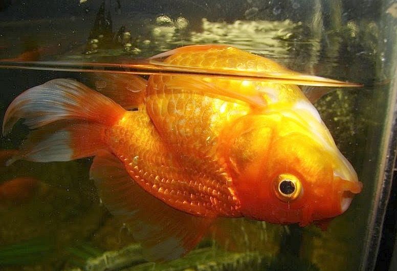 Swim Bladder Disease in Fish Swim Bladder Disease in Fish
