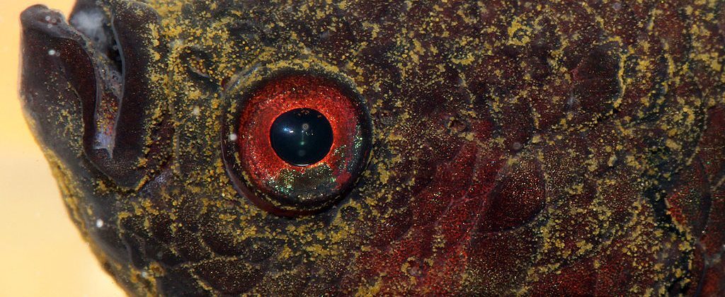 Velvet disease often appears in Oscar fish.