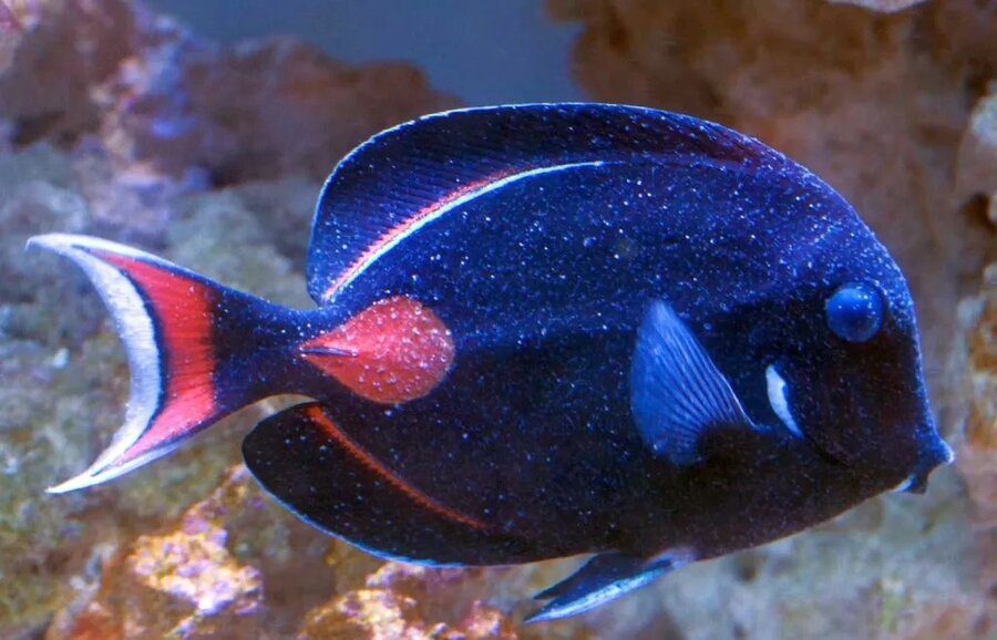 Velvet in Fish